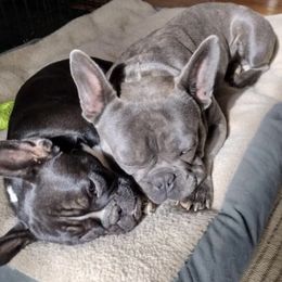 French Bulldogs from Bones Yard Kennel
