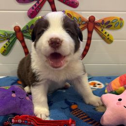 Red collar boy - White and red male Border Collie puppy in Litchfield Park, Arizona from Dragonfly BC Puppies (Champion Lineage)