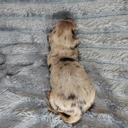 IRMA - Dapple - Dapple female Dachshund puppy in Swink, Oklahoma from Palali Farm