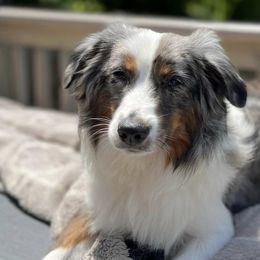 Australian Shepherds from Twilight Aussies