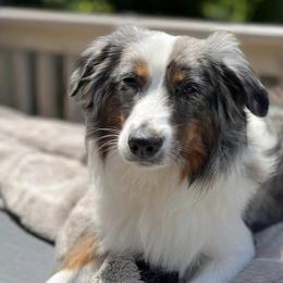 Australian Shepherds from Twilight Aussies