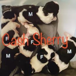 Shih Tzus from Sherry’s Shih Zoo