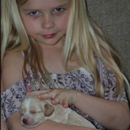 Australian Labradoodle Puppies from All About Love Australian Labradoodles