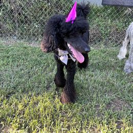 Poodle All Grown Up from Creek Side Kennels