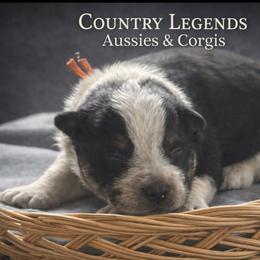 Pride - Black tri female Miniature Australian Shepherd puppy in Missouri from Country Legends Aussies & Corgis