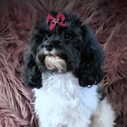 Pebbles - Maltipoo