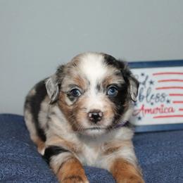 Betsy Ross - Blue merle female Miniature Australian Shepherd puppy in Kissee Mills, Missouri from Clinkenbeard Kennel