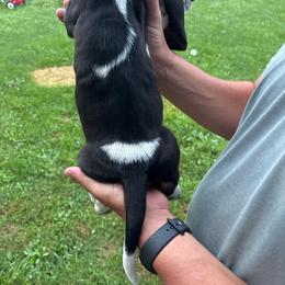 Female Tricolor - Black brown and white female Basset Hound puppy in New Alexandria, Pennsylvania from Blytone Family Basset Hounds