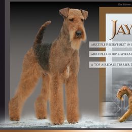 Jayden - Airedale Terrier