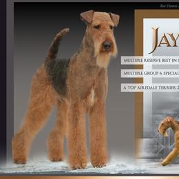 Jayden - Airedale Terrier