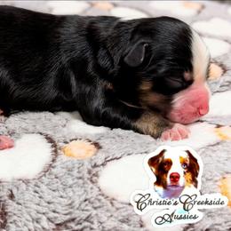 Pepi - Black tri male Miniature Australian Shepherd puppy in Punta Gorda, Florida from Christie's Creekside Aussies