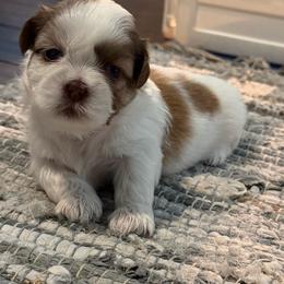 Lucia - Liver and white female Shih Tzu puppy in Orlando, Florida from Shih Tzu Puppy in Orlando