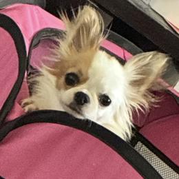 Groovy - Chihuahua