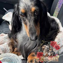 Stetson - Dachshund