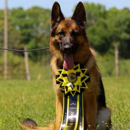 Snitch - German Shepherd