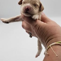 Light Pink Female - Buff and white female Cockapoo puppy in Mocksville, North Carolina from Hunting Creek Farm & Kennel