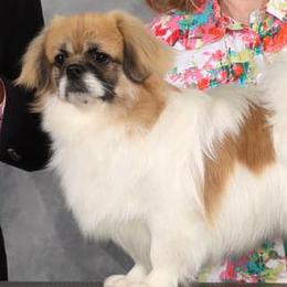 Speedy - Tibetan Spaniel