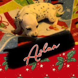 LUA Aslan - White and black male Dalmatian puppy in Las Vegas, Nevada from 101 Dew Dream Valley Dalmatians