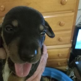 Dachshund Puppies from Sherman's Dachshunds