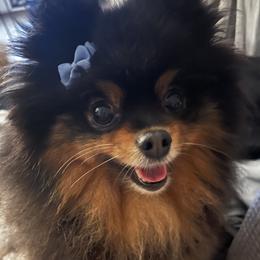 Muffin - Pomeranian