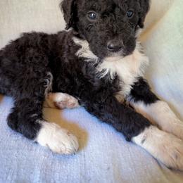 Lottie - Black and white female Bernedoodle puppy in Grant City, Missouri from Timberline Paws