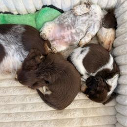 Brownie - Piebald male Dachshund puppy in Wamego, Kansas from Doodles of Oz