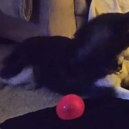 Siberian Husky Puppies from Xk siberians