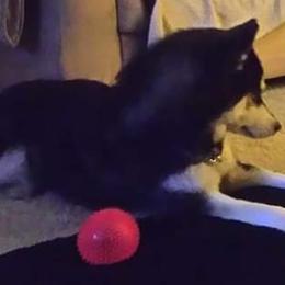 Siberian Husky Puppies from Xk siberians