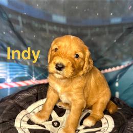 Indy - Apricot female Goldendoodle puppy in Chelan, Washington from North Cascades Doodles