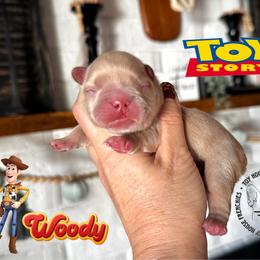 Toy Story's Woody - Cream male French Bulldog puppy in Salem, Oregon from Toy House Frenchies