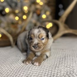 Miniature Australian Shepherd Puppies from Quartz Creek Aussies