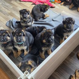 German Shepherd Puppies from Iron Crest Shepherds
