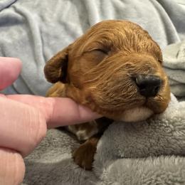 Girl 3 - Red  female Goldendoodle puppy in Richmond, Texas from Harper’s Heartbeats