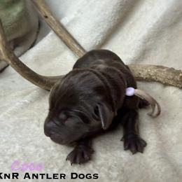 Coco - Chocolate female Labrador Retriever puppy in Grants Pass, Oregon from KnR Antler Dogs ~ Labrador Retrievers & Corgis