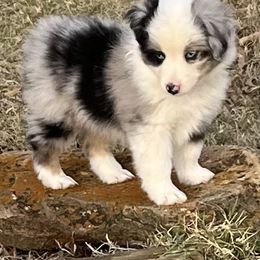 Miniature American Shepherd Puppies from Rikashay Kennels