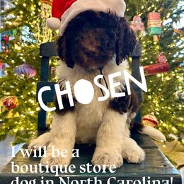 Owl - male Newfypoo puppy in Jackson, Missouri from Two Sisters Ranch, LLC