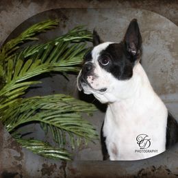RAIN - Boston Terrier