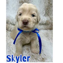 Skyler - Caramel ice male Australian Labradoodle puppy in Upland, California from Kings Labradoodles