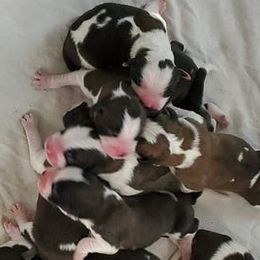 Saint Bernards from Stewart Saint