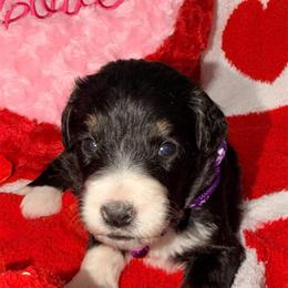Dawn - Tri-color female Bernedoodle puppy in Beecher, Illinois from Erica’s Doodles
