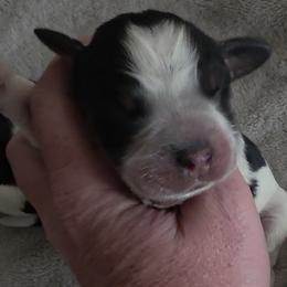 Mischief - Tri-Roan male English Springer Spaniel puppy in Florida from Thunderbird Springers