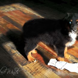 Australian Shepherd Puppies from Libre Winds Australian Shepherds
