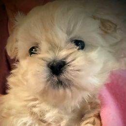 Olive - Cream and white female Shih Tzu puppy in Tallahassee, Florida from Bows and Bow Ties