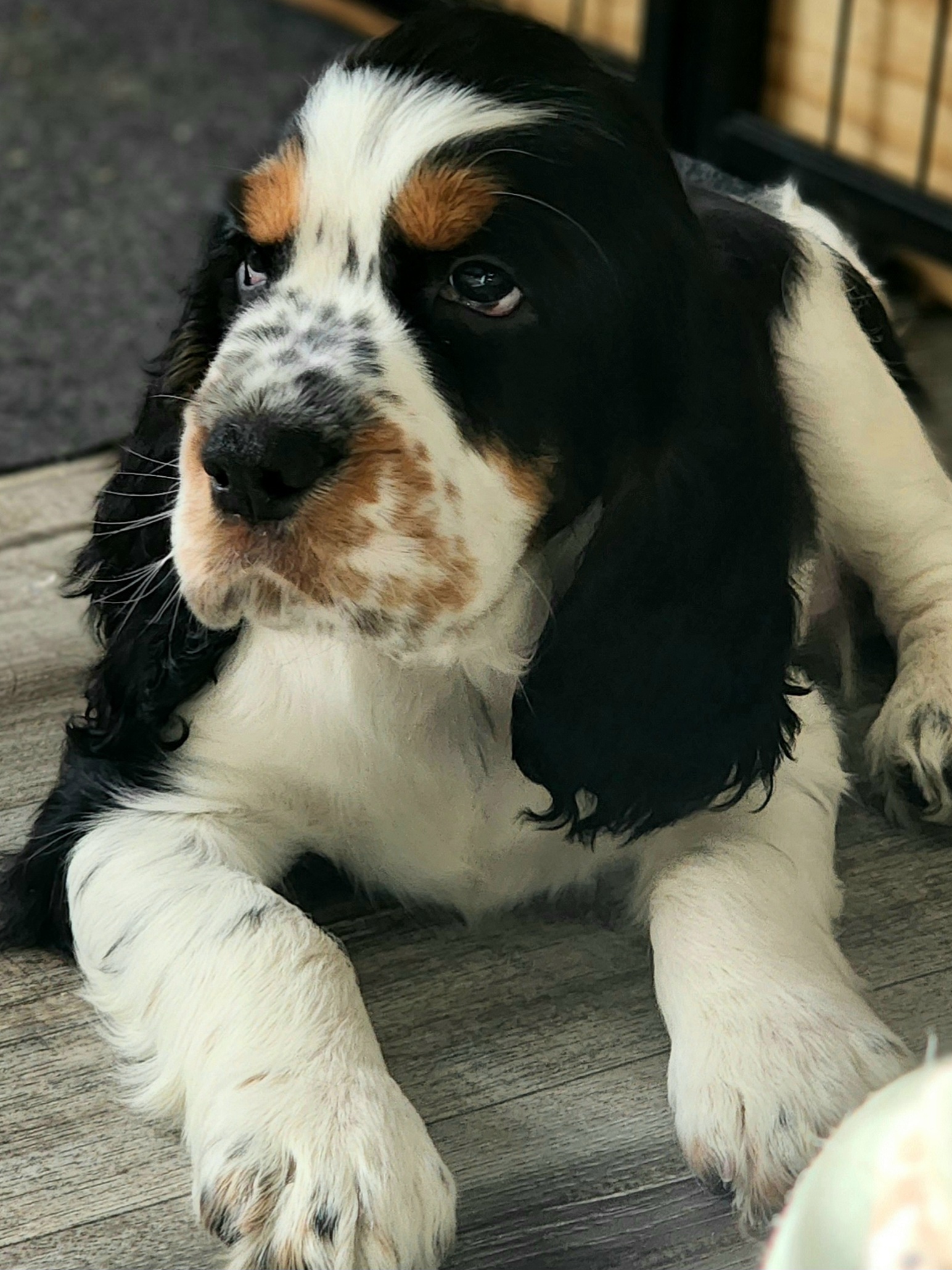 English Springer Spaniel Puppies from Seagrove Springers