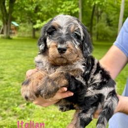 Italian Ice - Merle female Bernedoodle puppy in Midland, Michigan from Northern Charm Farm