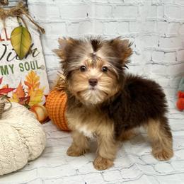 Jill - Chocolate and tan female Yorkshire Terrier puppy in Smithville, Oklahoma from Bristy’s Pampered Pups