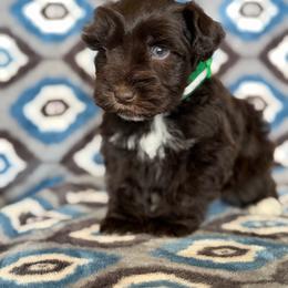 Green Collar - Liver male Miniature Schnauzer puppy in Sterling, Idaho from Sterling Schnauzer's