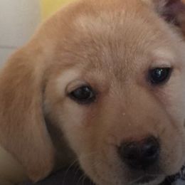 French Bulldogs and Labrador Retrievers from Legacy Labradors