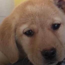 French Bulldogs and Labrador Retrievers from Legacy Labradors