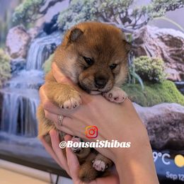 MOTO - Red male Shiba Inu puppy in Minnesota from BonsaiShibas